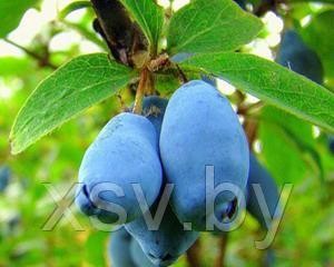 Саженцы Жимолости Югана (средняя, июнь- июль) С5