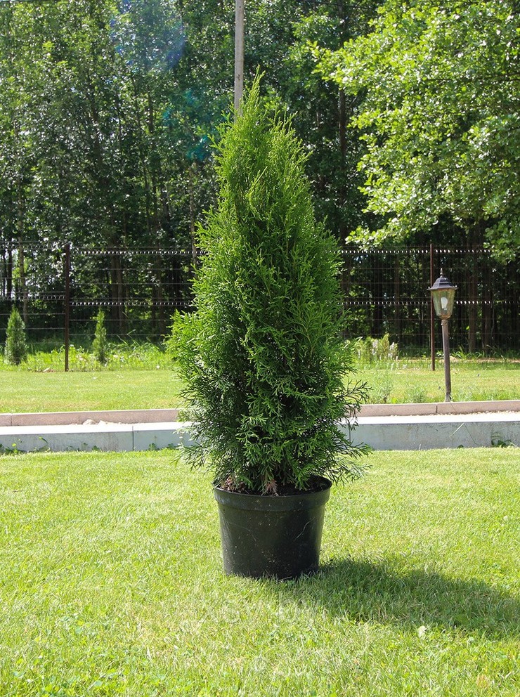 Туя западная Смарагд  от 31 до 40 см С3,5