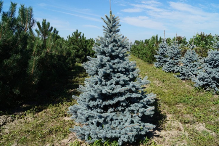 Ель голубая  колючая Ольденбург  (Picea pungens 'Oldenburg) от 80 до 100 см