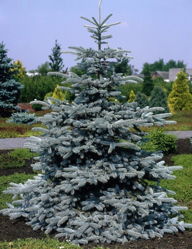 Ель голубая колючая Эдит (Picea pungens Edith) С10 50-75 см