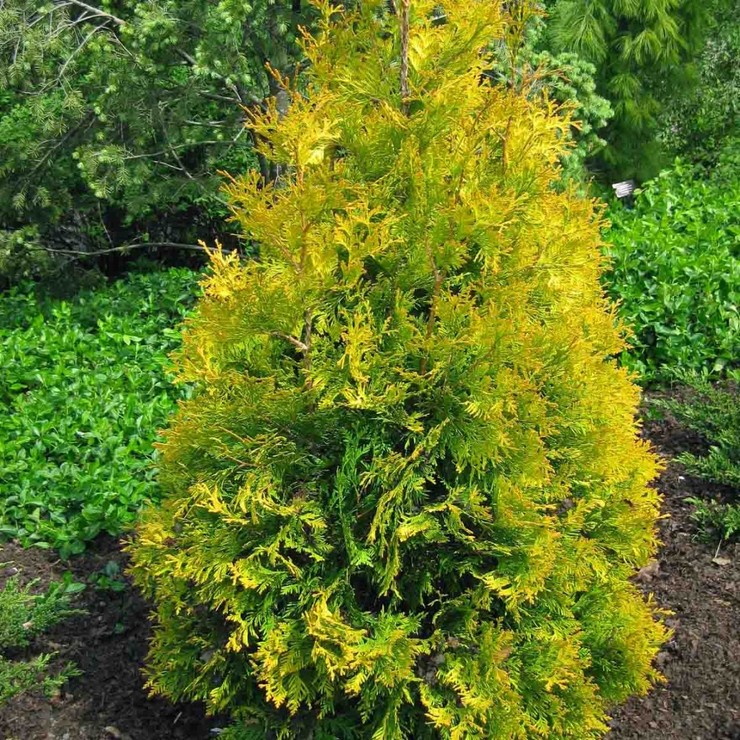 Туя западная Еллоу Риббон (Thuja occidentalis Yellow Ribbon)  180 до 200 см