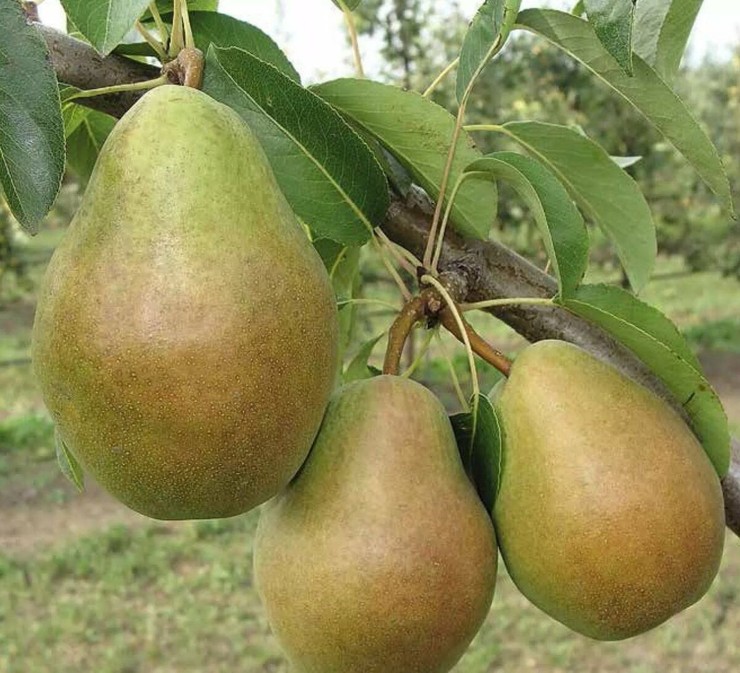 Саженцы груши Просто Мария (осенняя, сентябрь-октябрь)