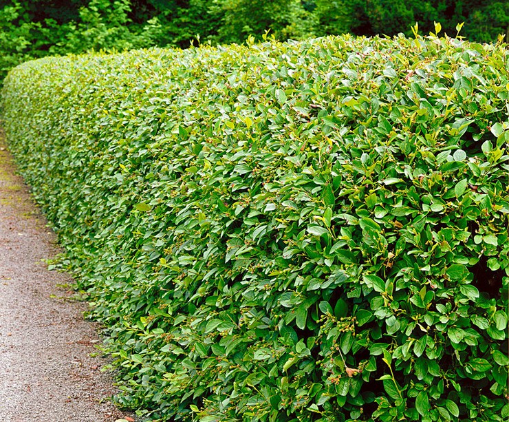 Кизильник Блестящий (COTONEASTER LUCIDUS ) С-5