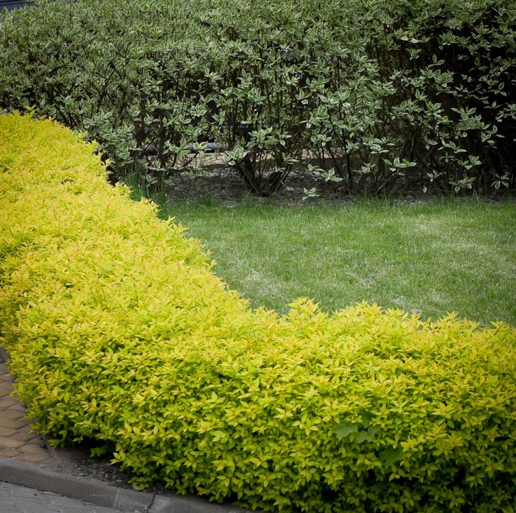 Спирея японская Голден Принцесс (Spiraea japonica Golden Princess) С5