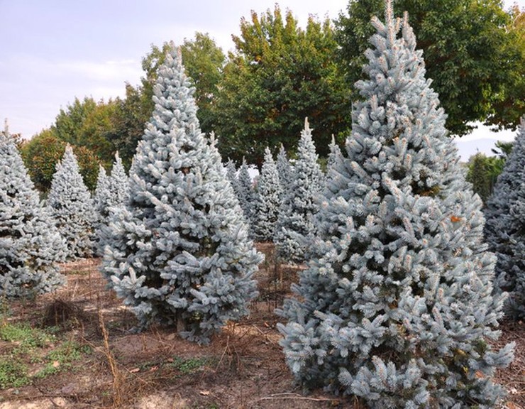 Ель голубая колючая хупси (Hoopsii) от 120 до 140 см