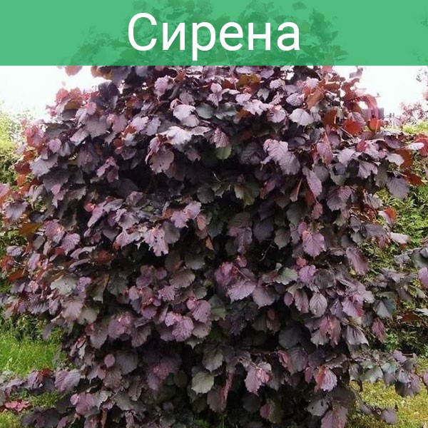 Фундук краснолистый (лещина) садовый 
