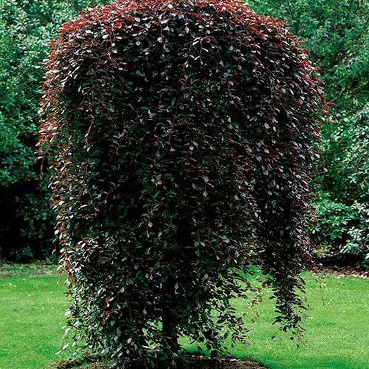 Берёза плакучая Пурпуреа (betula pendula purpurea) 201-250 см