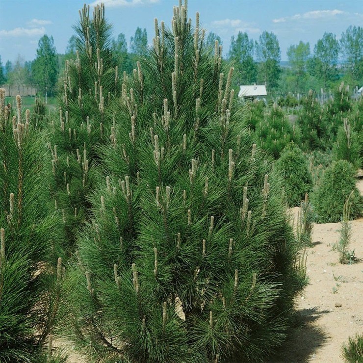 Сосна черная австрийская  125-150 см (Pinus nigra var. austriaca) С10