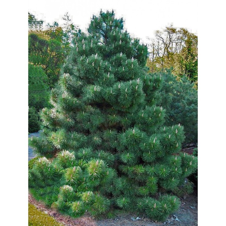 Сосна черная австрийская  176-200 см (Pinus nigra var. austriaca) С10