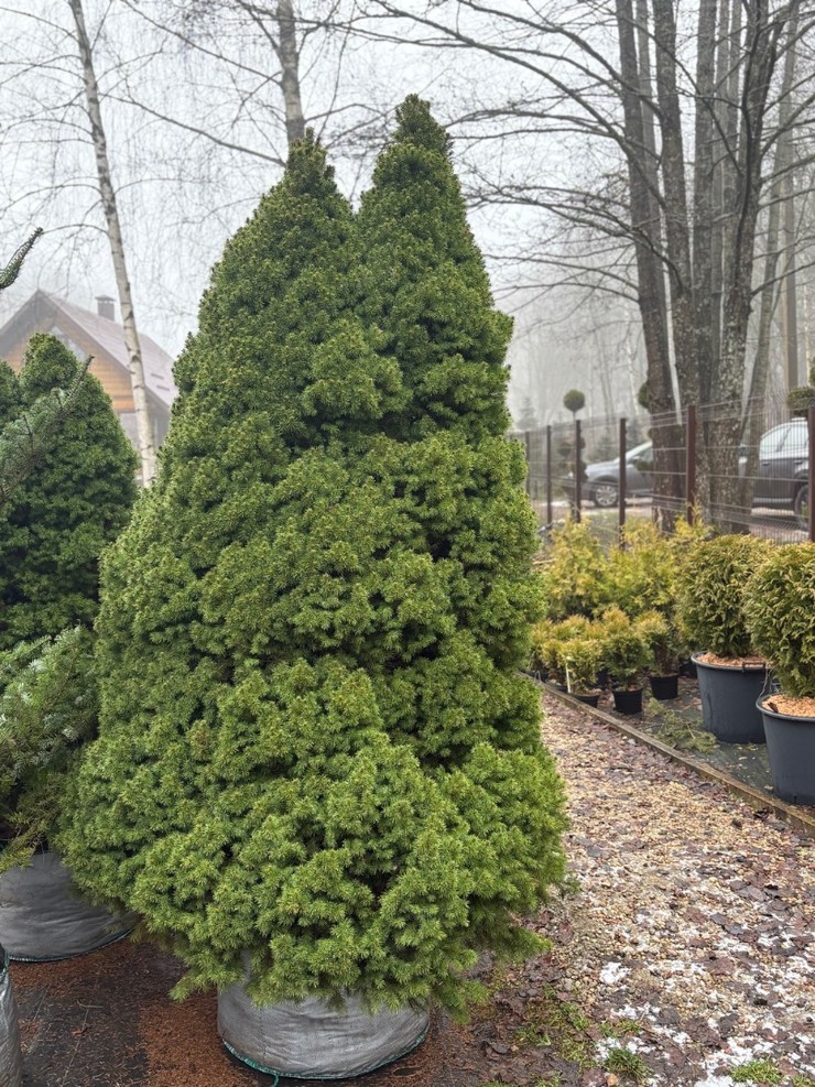Ель канадская Коника  от 176 до 200 см