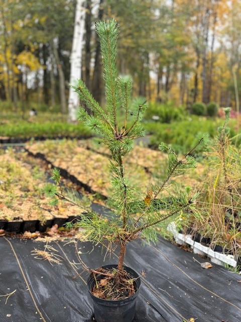 Сосна обыкновенная 60-80 см С3