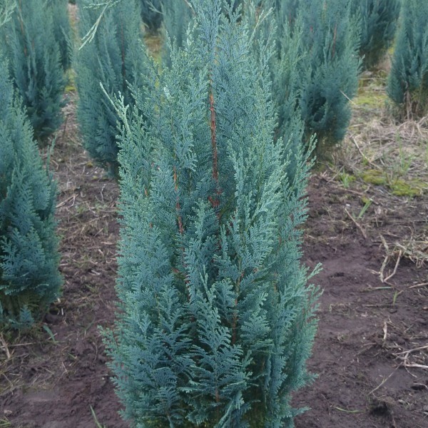 Кипарисовик Лавсона (Chamaecyparis Lawsoniana) 201- 225 см