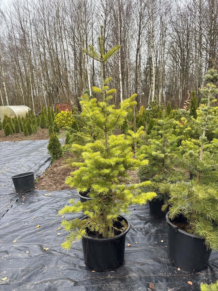 Пихта  одноцветная 126-150 см