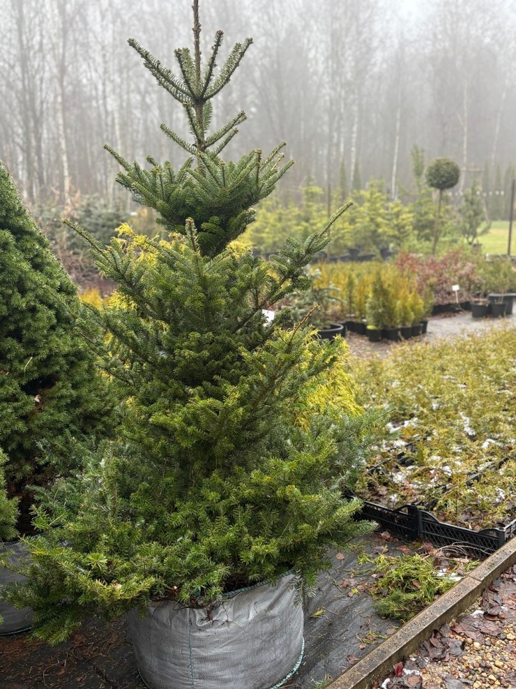 Пихта корейская 181-200 см (высота с кадкой около 225 см)