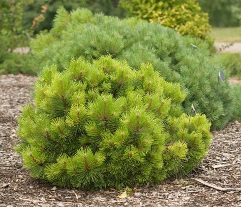 Сосна черная