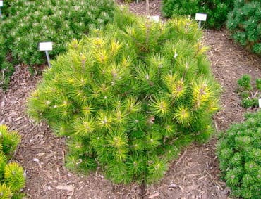 Сосна горная