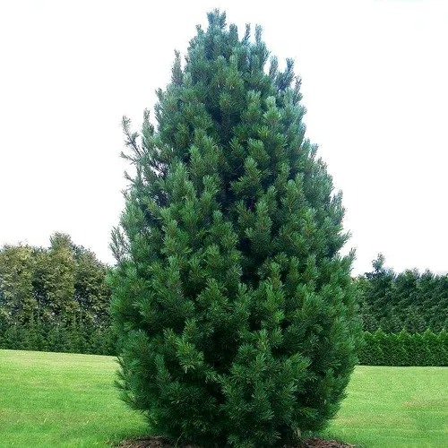 Сосна кедровая