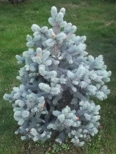 Ель голубая