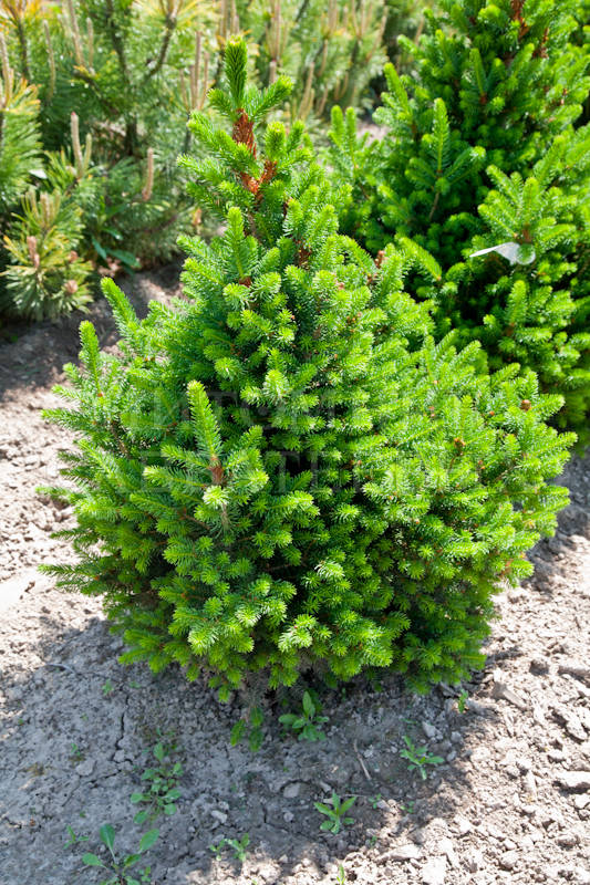 Ель зеленая