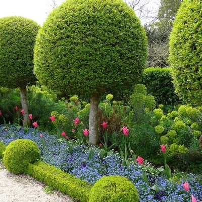 Стриженные растения