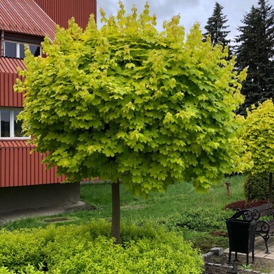 Лиственные деревья и кустарники