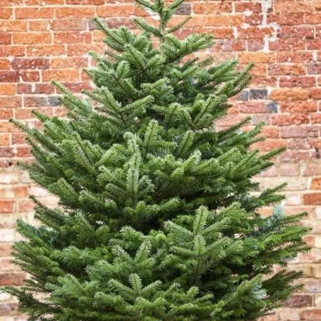 Пихта кавказская