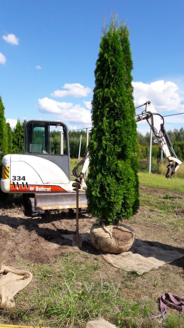 Туя западная Смарагд от 275 до 300см