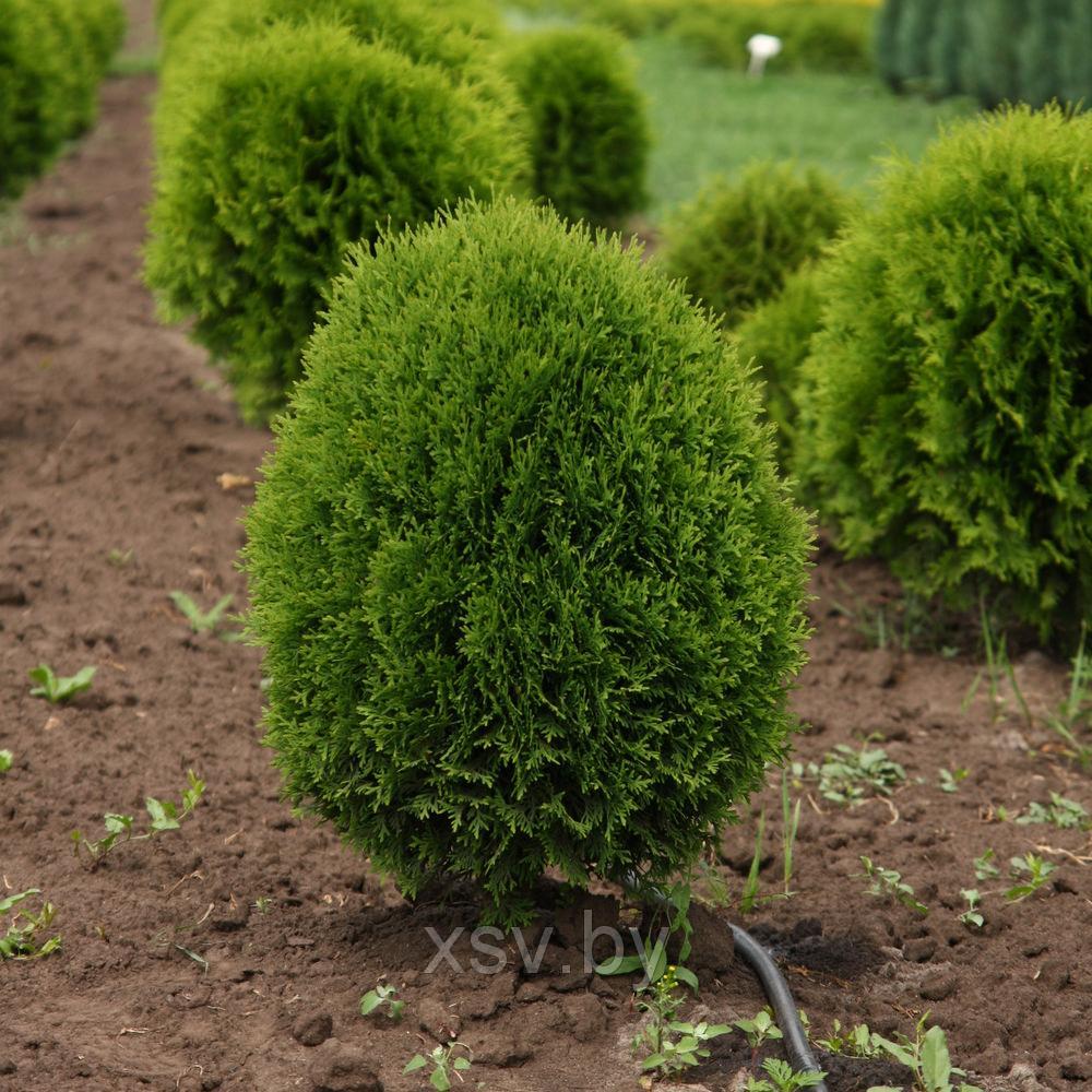 Туя западная "Глабоза компакта" 0,6- 0,8м