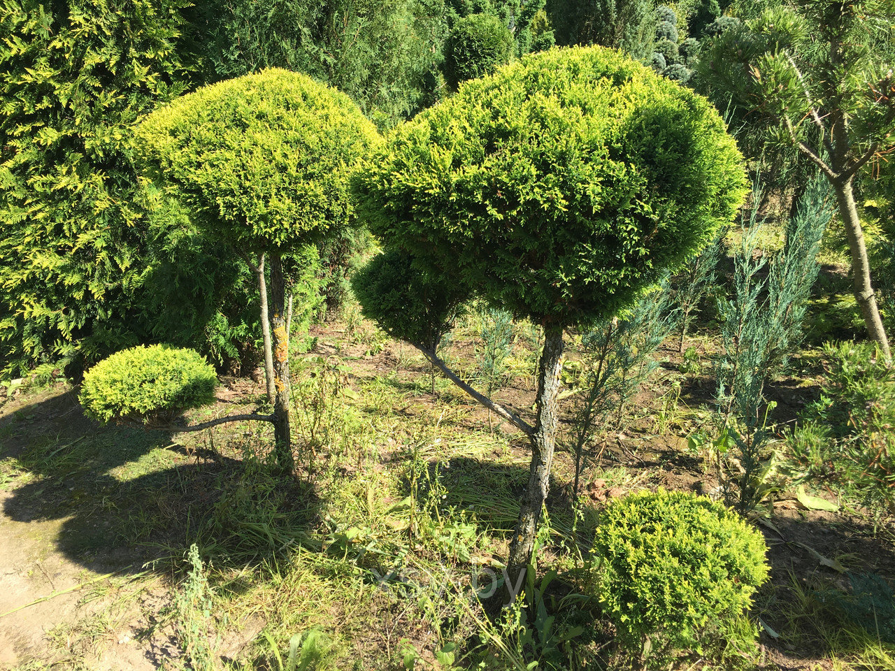 Туя западная формированная (2-3 шара)