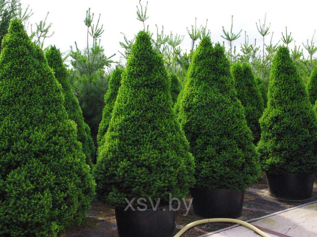 Ель канадская Коника  от 50 до 70 см. С5 (размер с горшком 70-90 см)