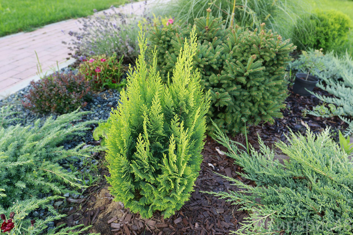 Кипарисовик Лавсона Стардаст 126-150 см (Chamaecyparis Lawsoniana Stardust)