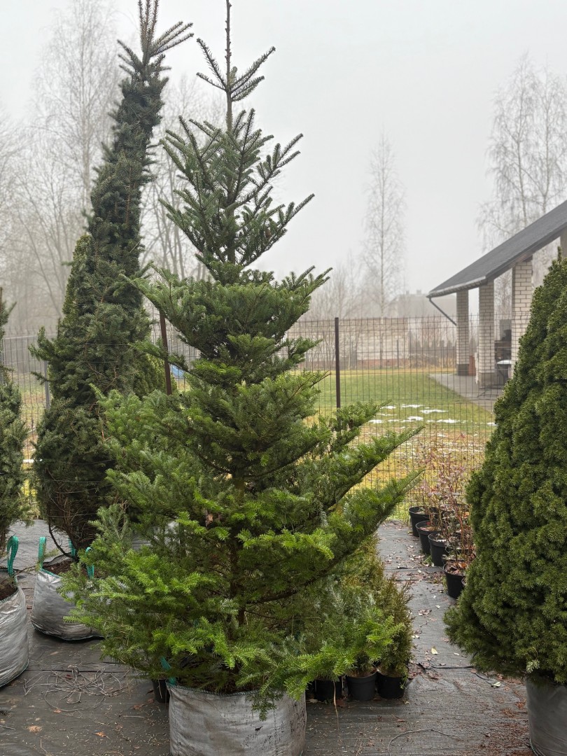 Пихта корейская 276-300 см (высота с кадкой около 3 м)