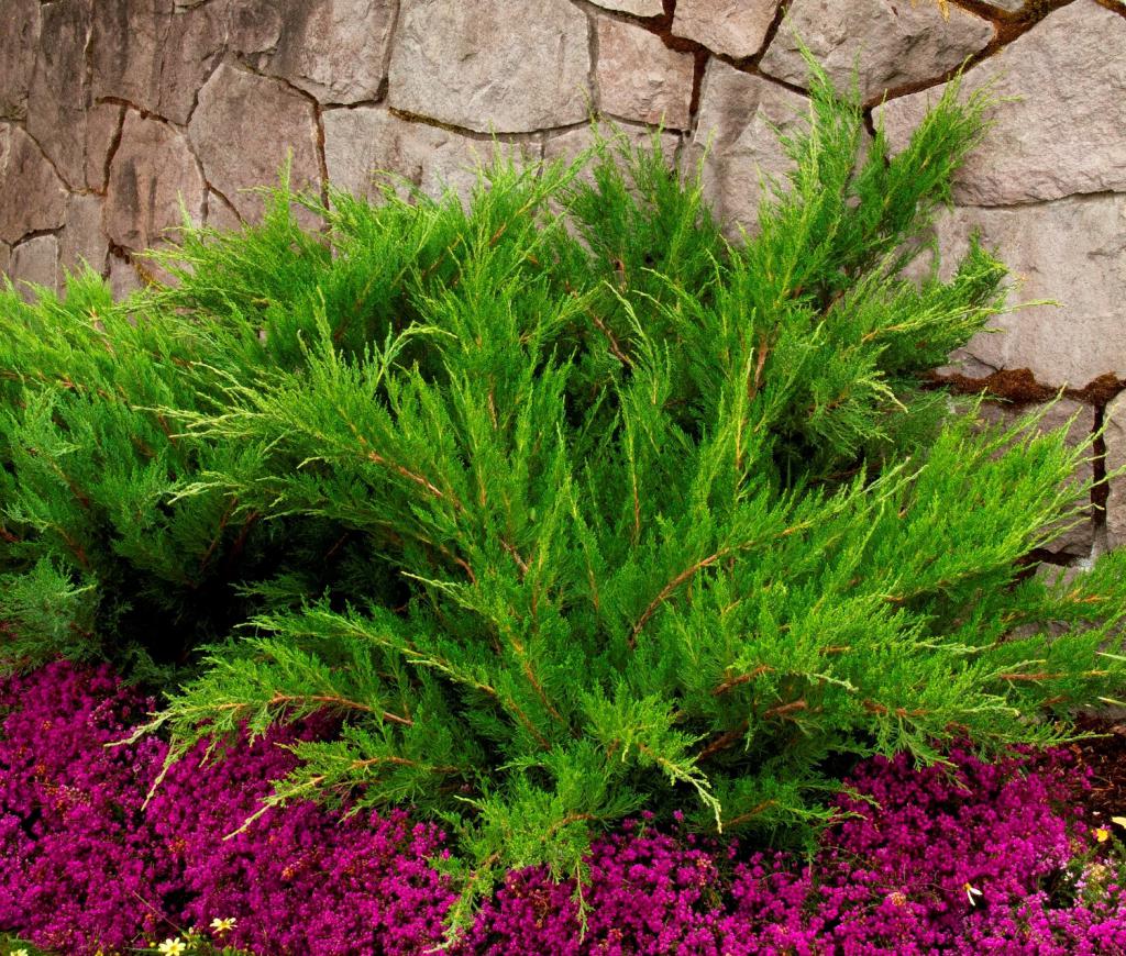 Можжевельник казацкий (Juníperus sabína) 20-25 см С2