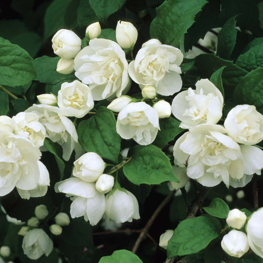 Чубушник Вирджинал (Philadelphus virginal) (садовый жасмин Вирджинал) С2