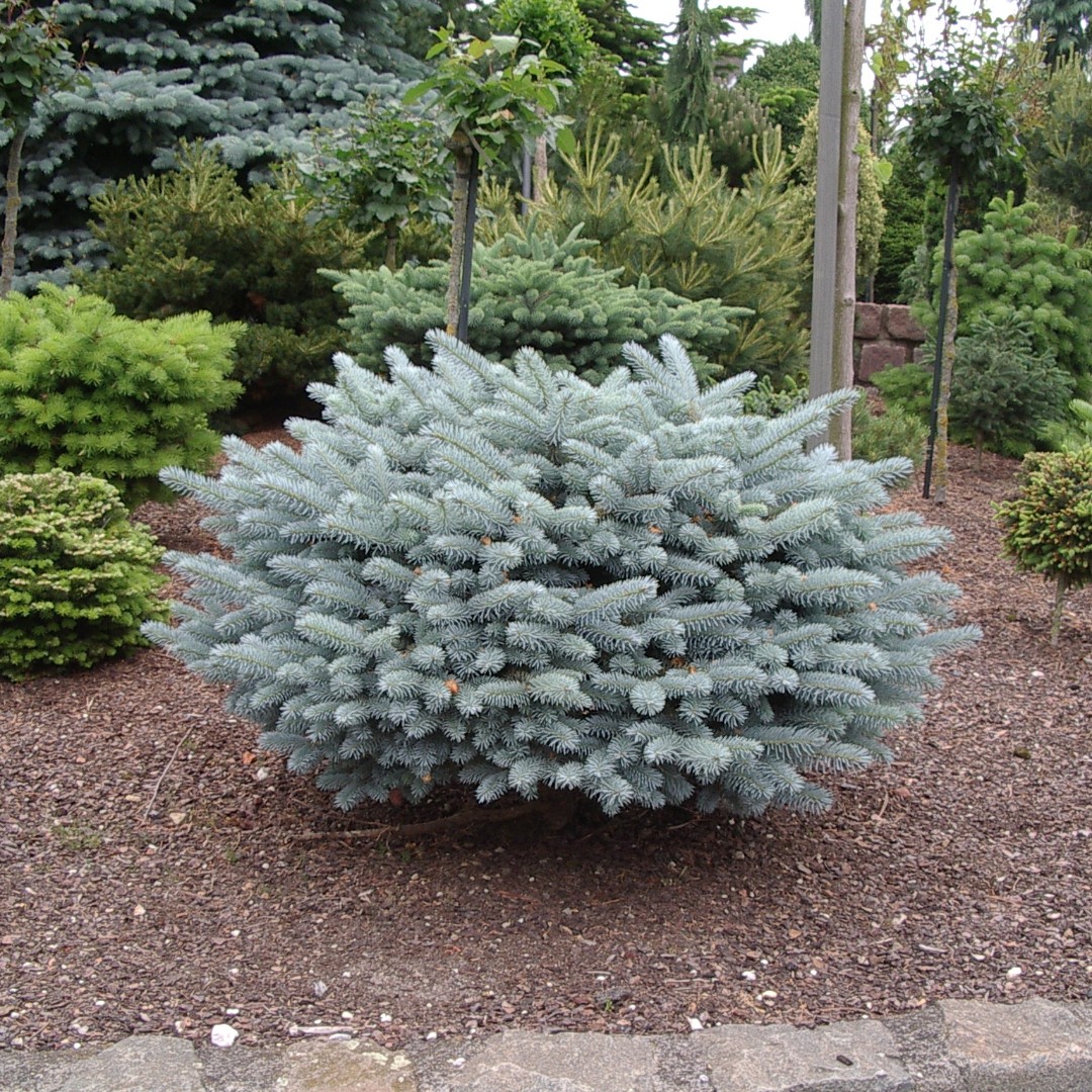 Ель колючая Глаука Глобоза (Picea pungens Glauca Globosa) 45-60 см