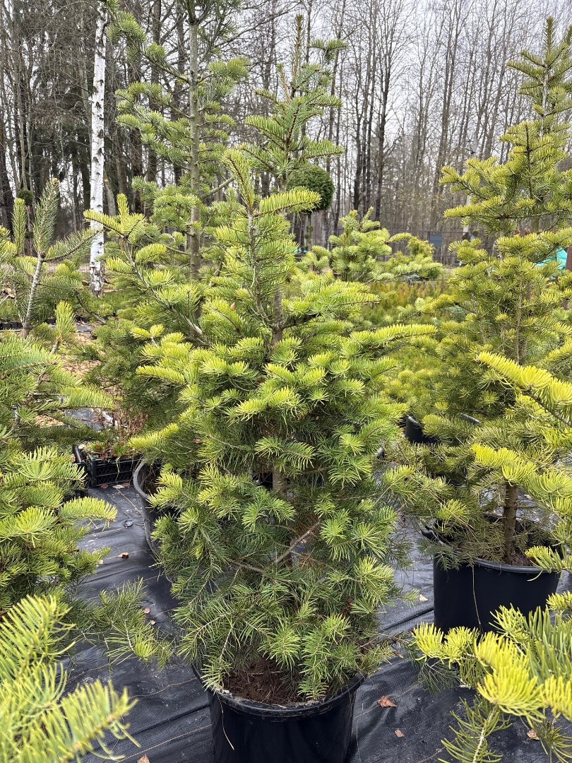 Пихта  одноцветная 201-225 см