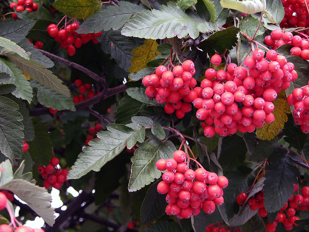 Рябина шведская 80-100 см