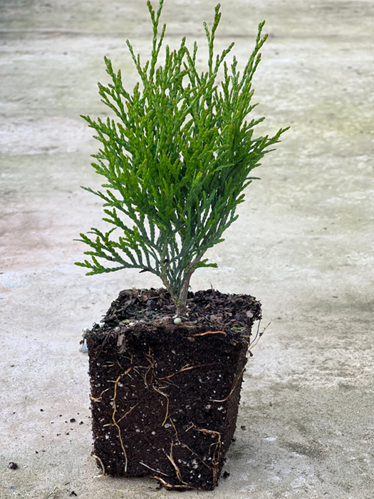 Туя западная Смарагд  10см Р9