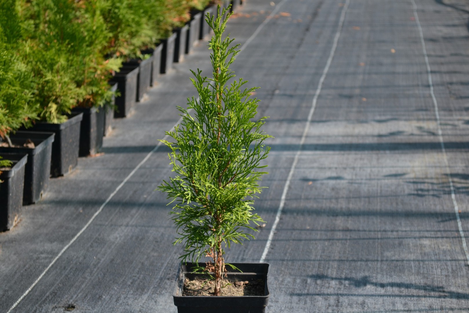 Туя западная Смарагд  26- 35 см С2