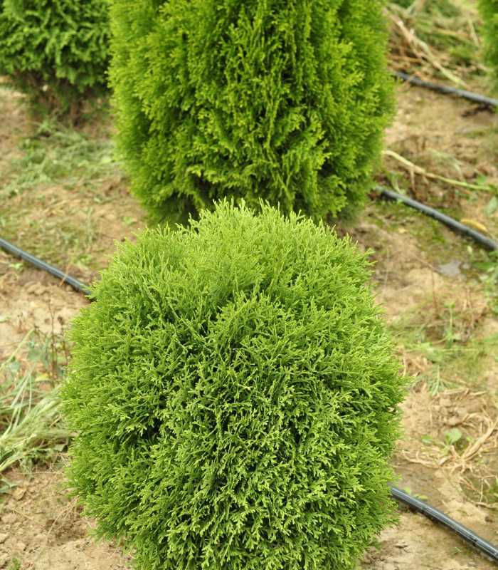 ТУЯ ЗАПАДНАЯ Литл Джем  (Thuja occidentalis Little Gem) диаметр от 20 см до 30 см