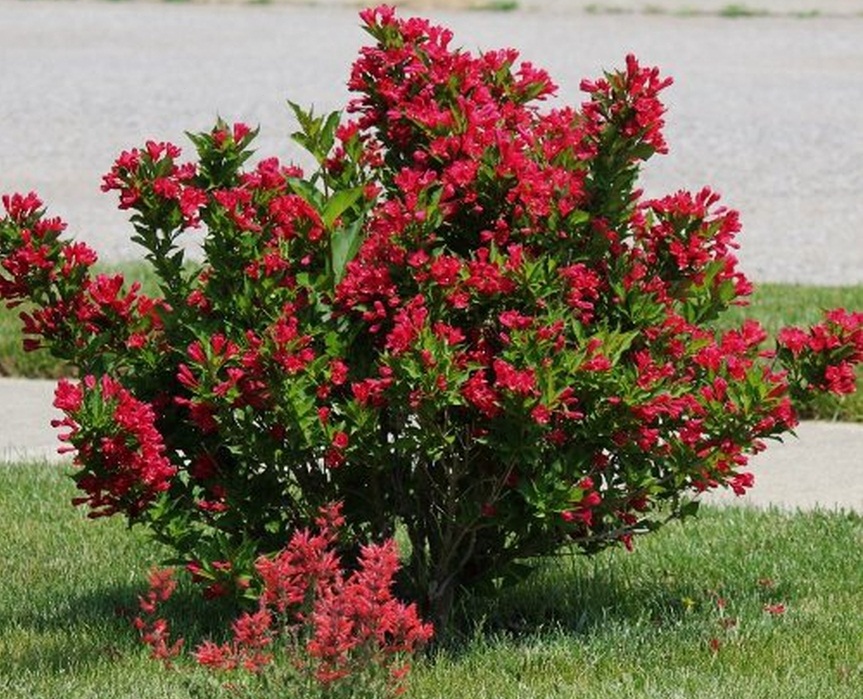 Вейгела Ред Принц ( Weigela Red Prince)